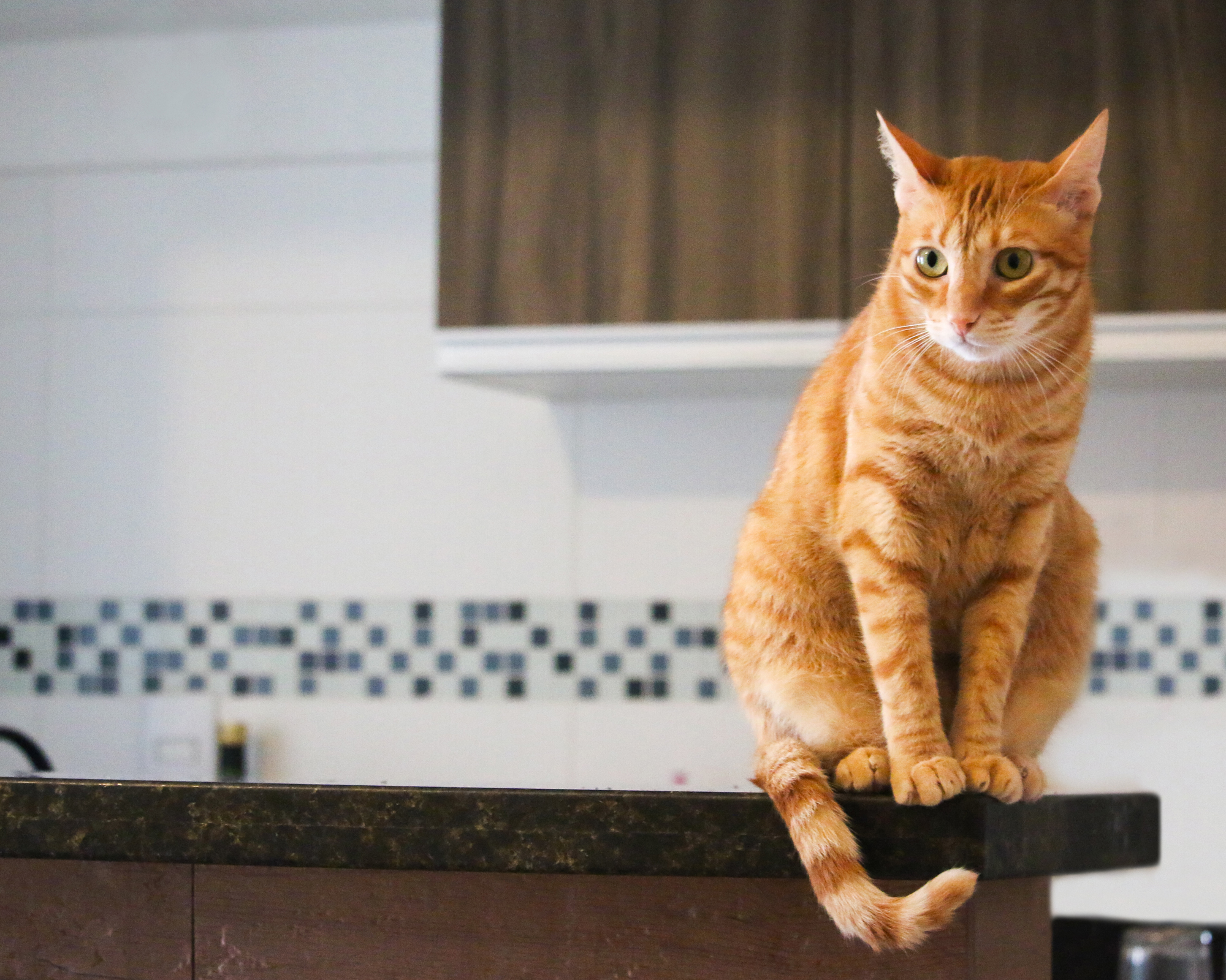 Ginger cat sat on top of kitchen counter