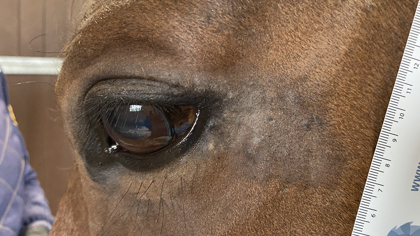 An occult sarcoid beside the horse&amp;rsquo;s eye