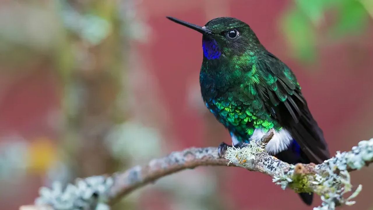 A male Glowing Puffleg, Cundinamarca