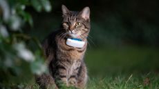 A tabby cat in a garden, wearing a Tractive GPS Collar, one of the best cat GPS trackers