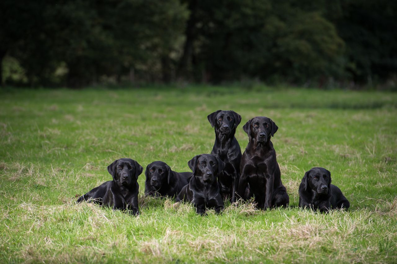 Six black Labradors sit and lie together on green grass, with a backdrop of dark leafy trees.