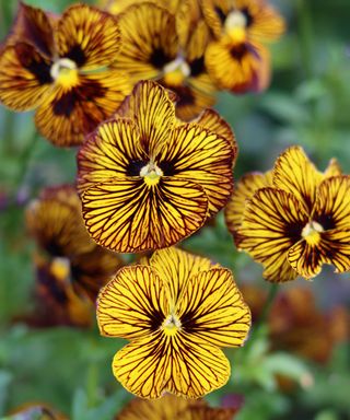 close-up of 'Tiger Eye' viola flowers