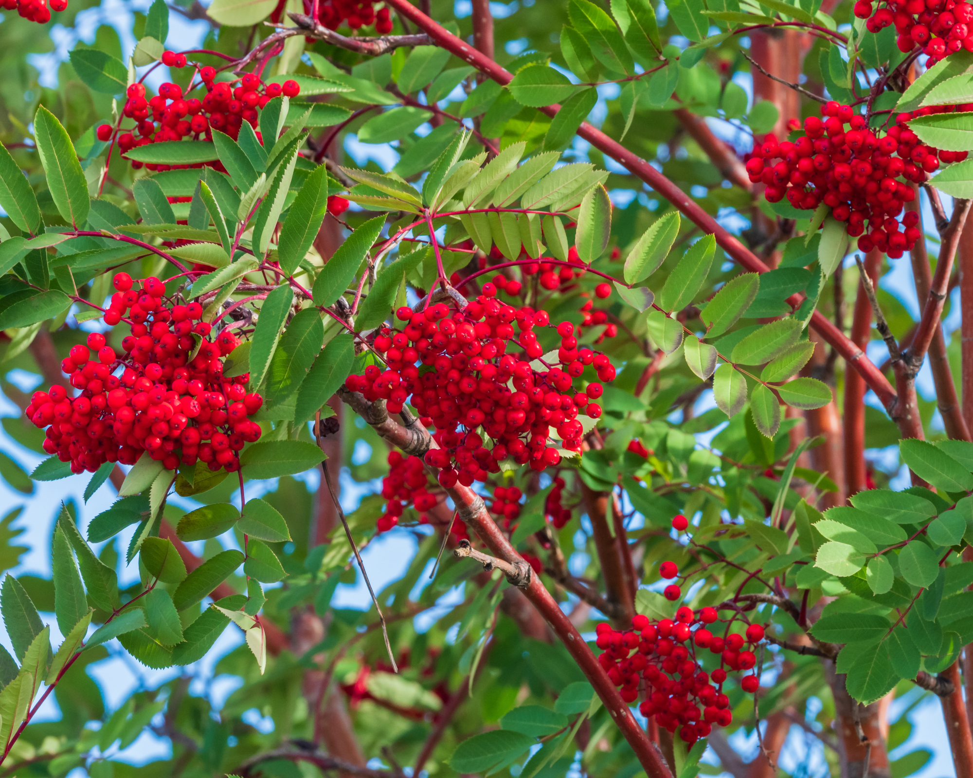 Berries on an American mountain ash tree