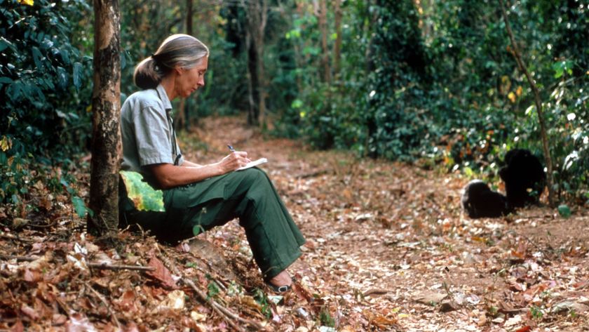 Jane Goodall sits against a tree in the jungle and takes notes in a notebook