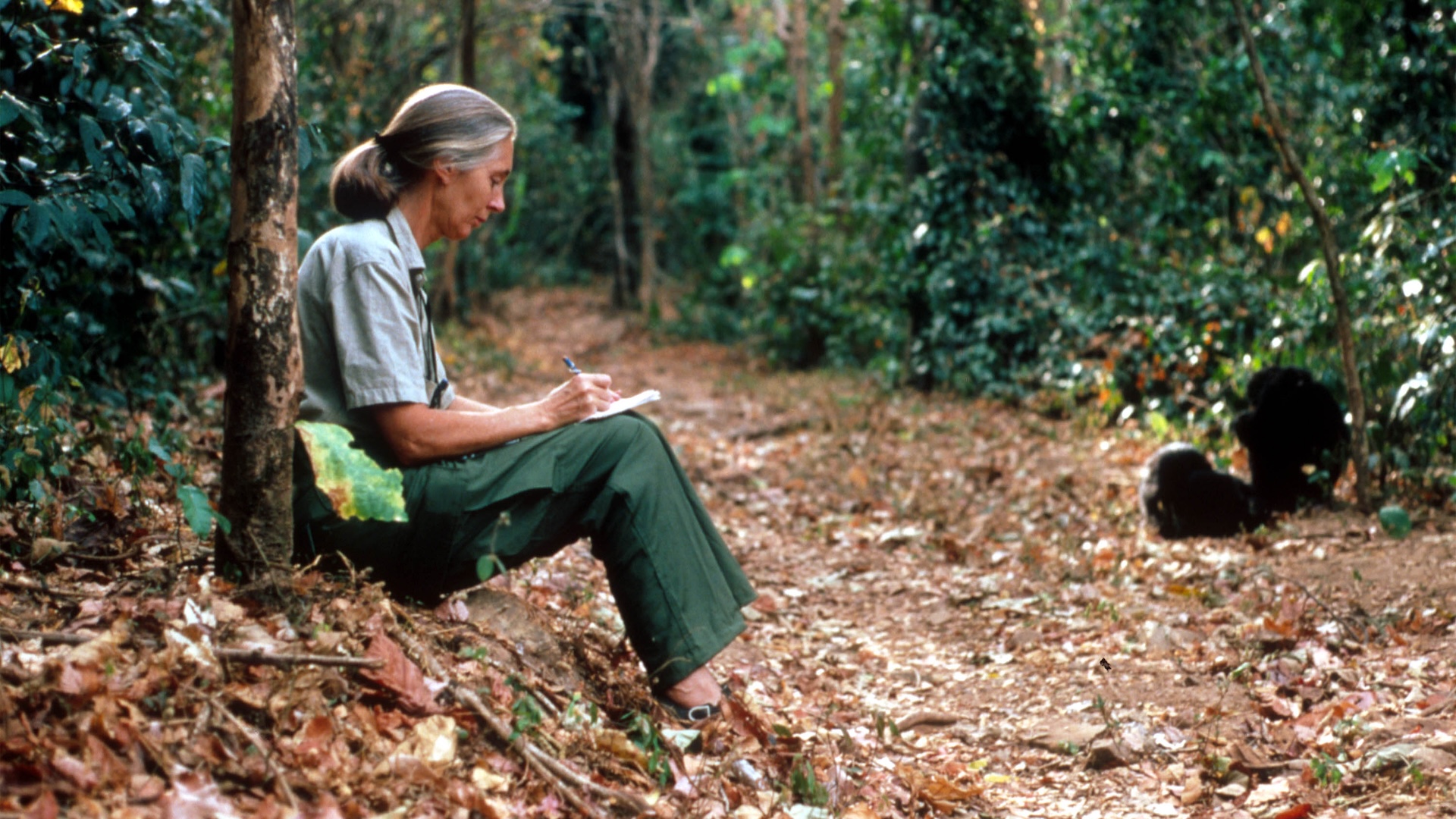Jane Goodall duduk di pohon di hutan dan membuat catatan di buku catatan
