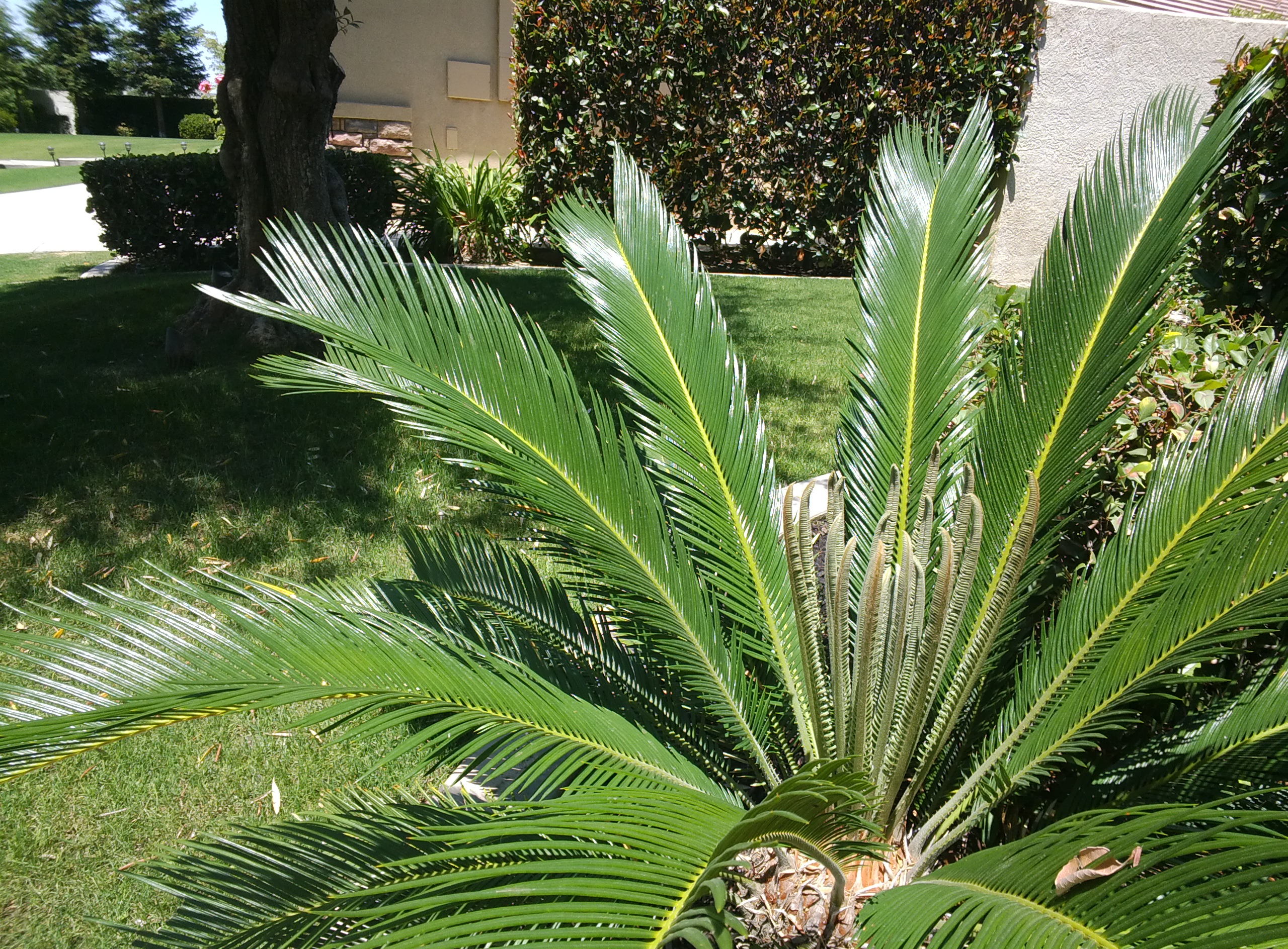 Outside, the camera takes great-looking shots.