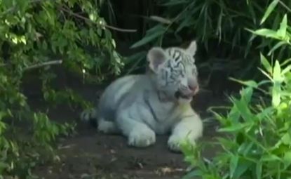 Watch 3 adorable, rare white Bengal tigers make their public debut