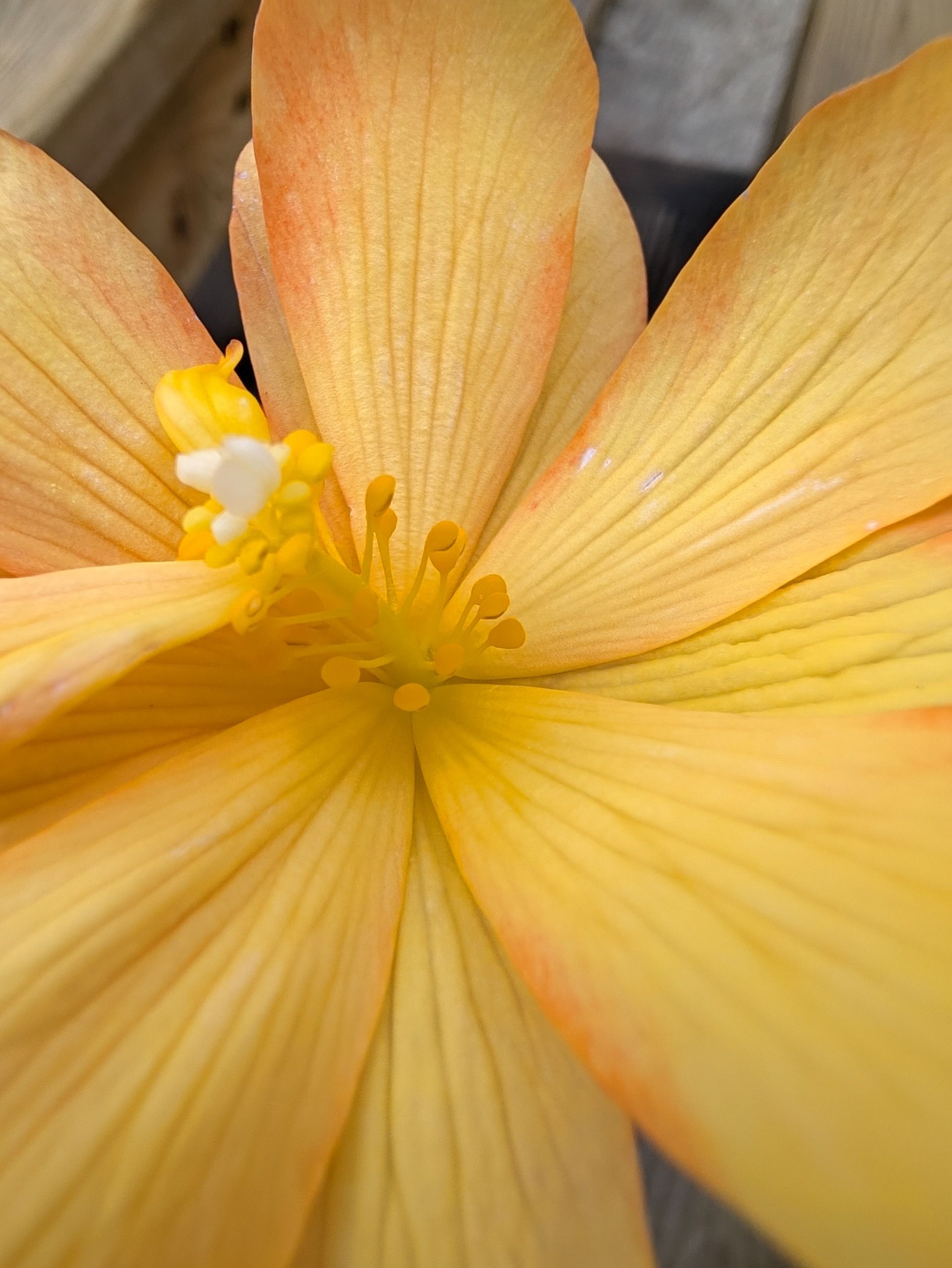 Macro close-up of a yellow-orange flower showing its petals, stamens and fine surface detail.