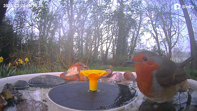 View from the Birdfy Bird Bath Pro's camera, set in a wild garden among trees, with a European Robin visiting the device
