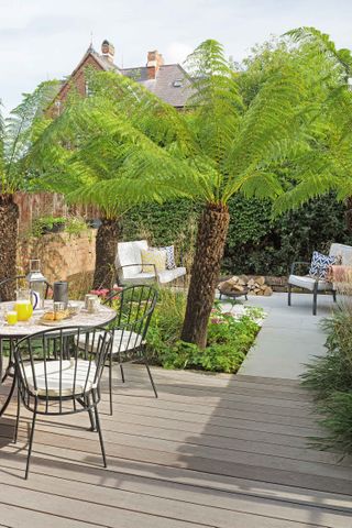 landscaping around trees: tree fern and decking