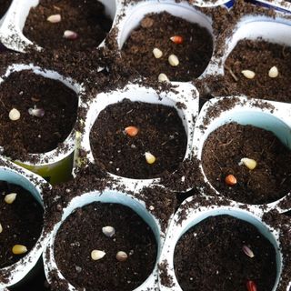 Sweetcorn seed being sown in seedling pots