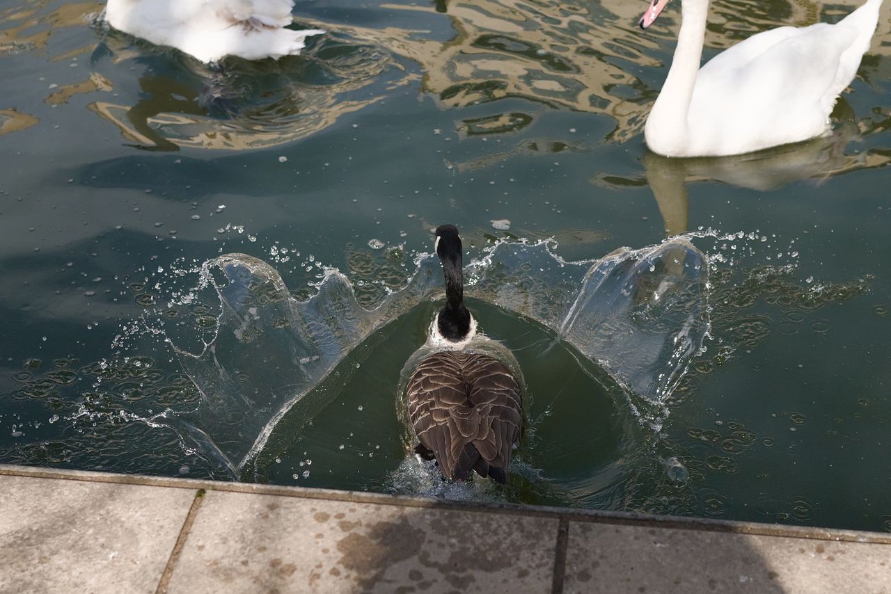 A photo of a goose, taken on a Sigma BF camera