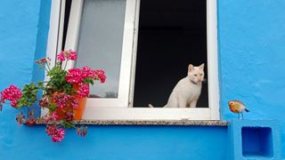 Cat sitting on the window ledge of a blue building while watching a robin bird below