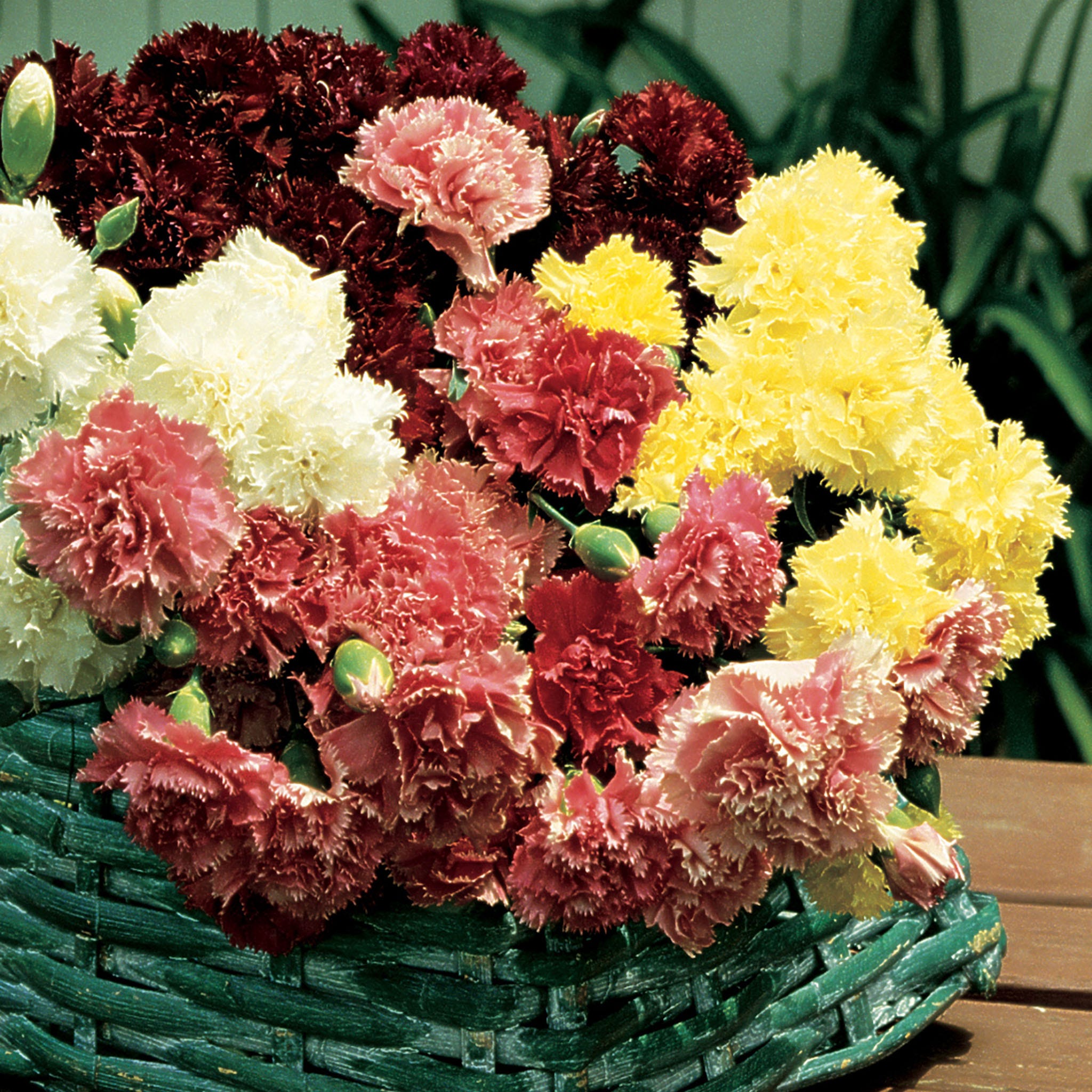 Burpee's Super Giant Mix Carnation Seeds