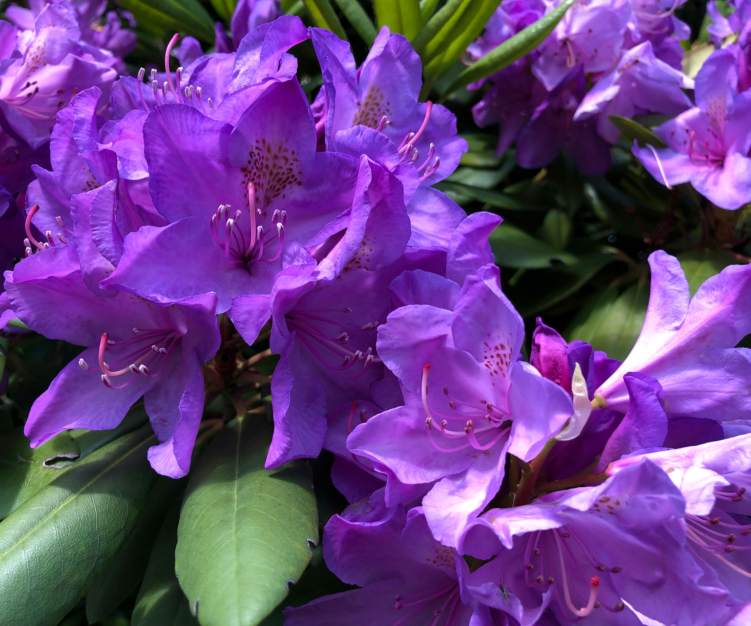 rhododendron Blue Baron with purple blue flowers