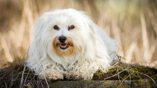 Havanese dog lying down