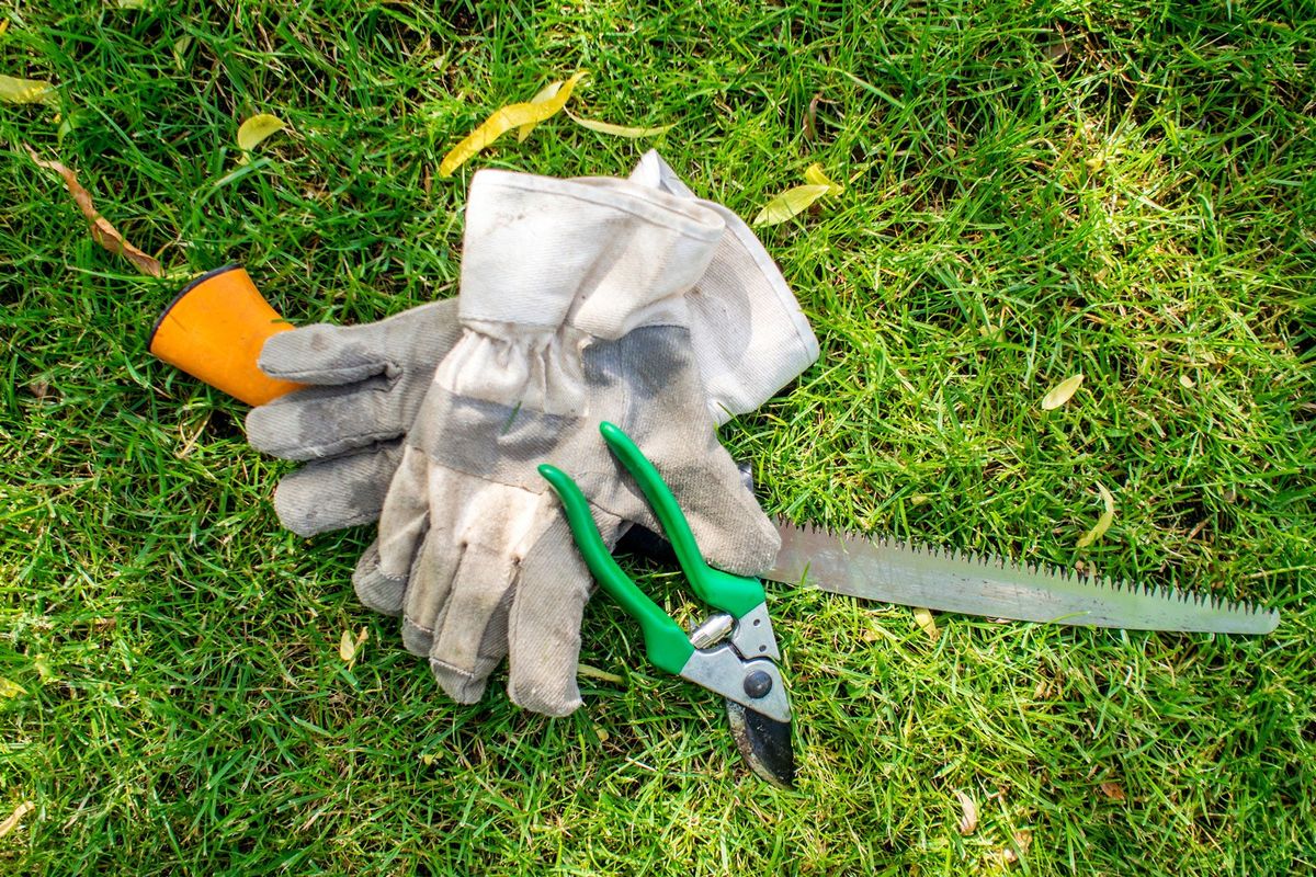 Pruning plants with garden scissors in the home bathroom to remove dried  and diseased leaves. Removal of a leaf of a houseplant with insects and  pests at home Stock Photo