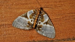 Carpet moth