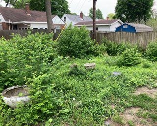 Overgrown yard filled with honeysuckle and weeds