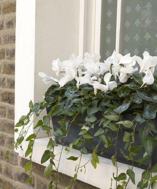 window box planted with white cyclamen