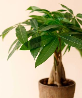 small money tree with braided trunk in brown pot with cream wall behind