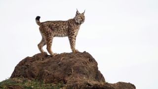 A photo of a female Eurasian Lynx standing on top of a rock formation.