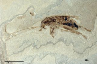 A fossil cricket.