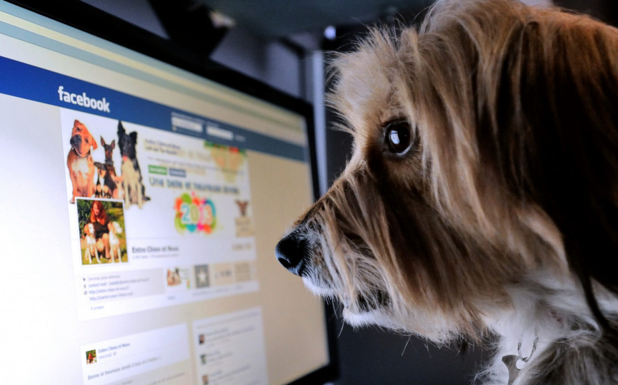 social-media-dog-1556649155-z1pk-column-width-inline