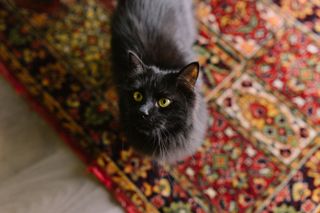 cat on Persian rug