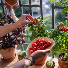 Unrecognizable hand inspecting quality and collecting cherry tomatoes on balcony at home. Good tomato ripeness in pots, horticulture with organic homegrown produce, home garden, sustainable living
