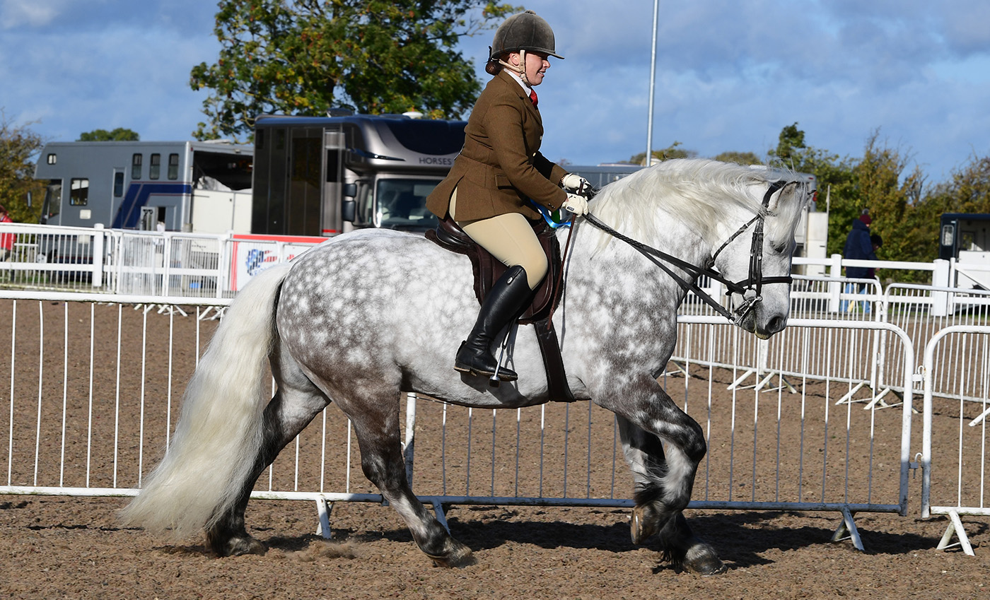 Heritage Show 15.10.22Cl. 82 F/H/D1st No. 227 Dunedin Mascot