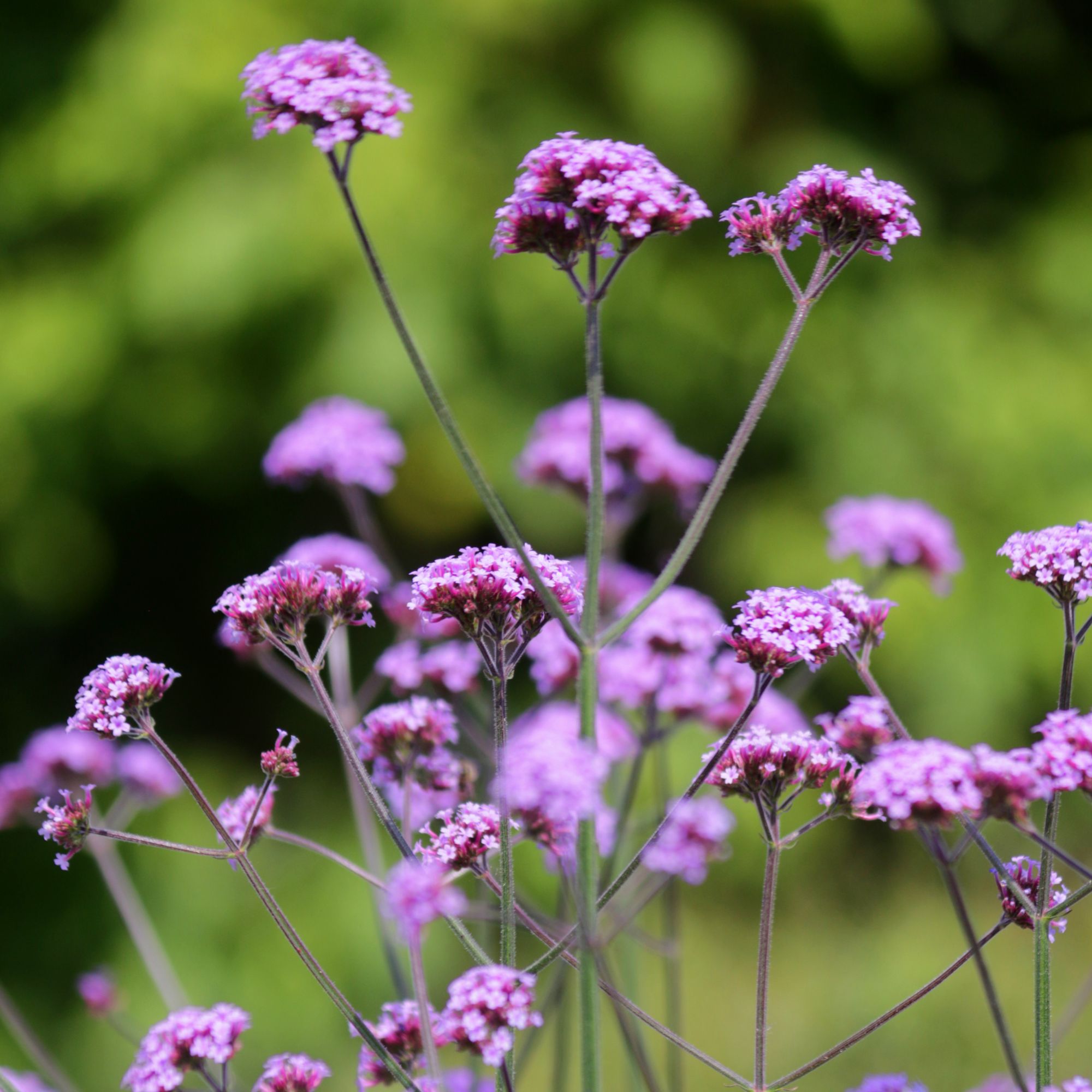 Verbena bonariensis flowers growing in garden