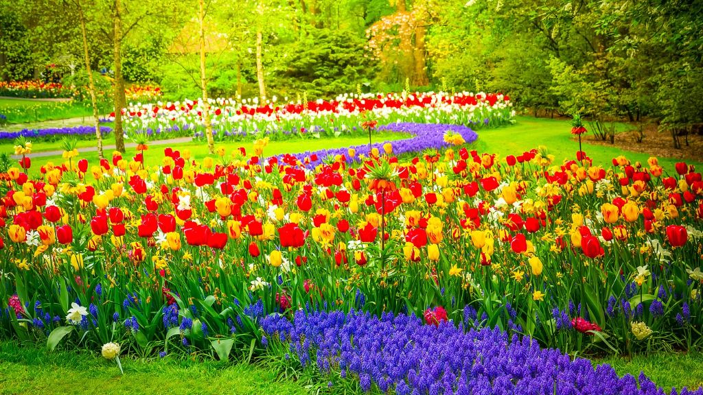 Blooming yellow and red tulips