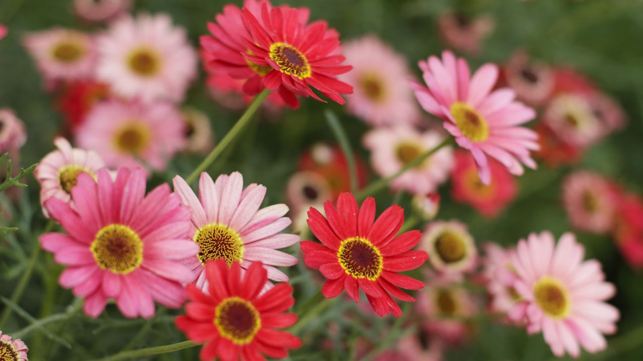 How to grow and care for gerbera daisies