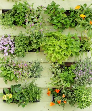 Vertical herb garden