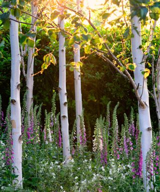 birch trees silver birch growing with an underplanting of foxgloves