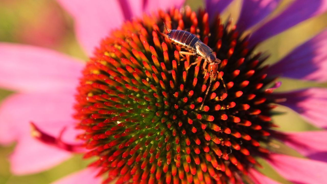 Earwig on flower