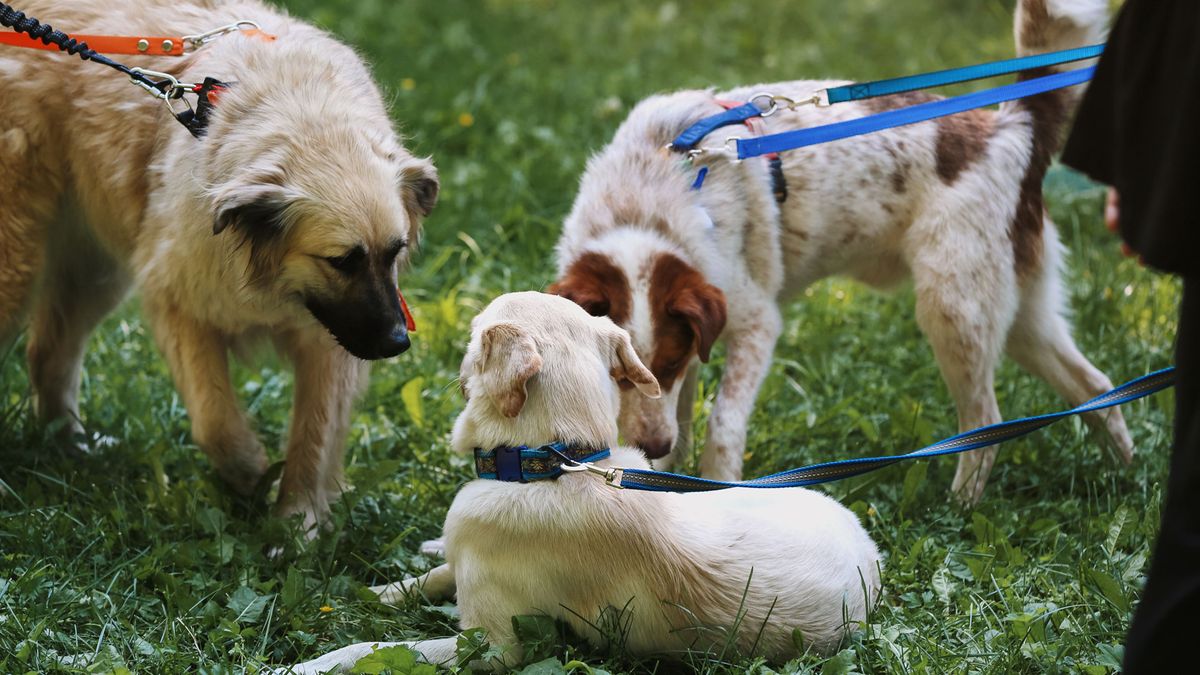 Dogs socializing