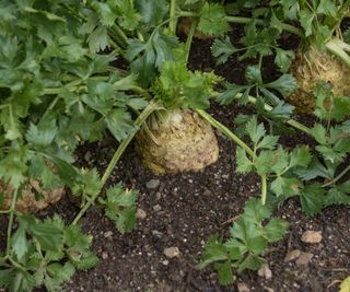 Celeriac growing in a vegetable garden