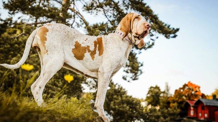 Bracco Italiano