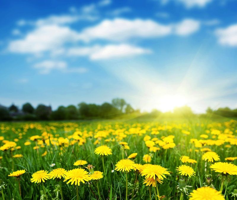 a field of yellow daisies on a summer day