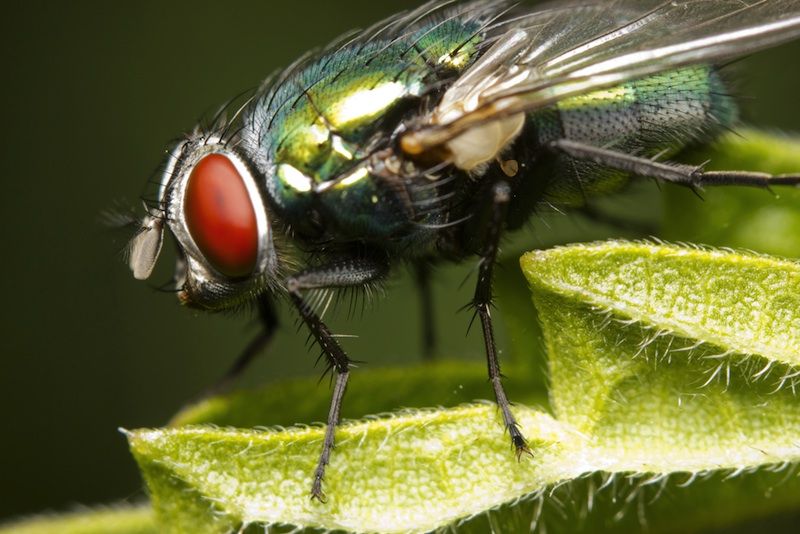 a blowfly closeup