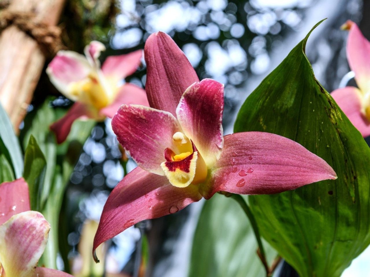 Lycaste Orchid Plants