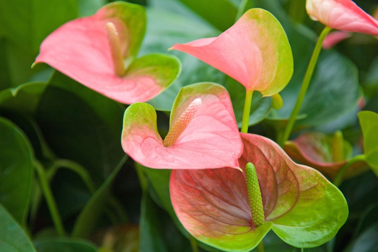 Anthuruim Leaves Turning From Pink to Green