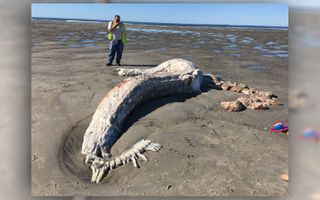 Decomposing shark carcass. 