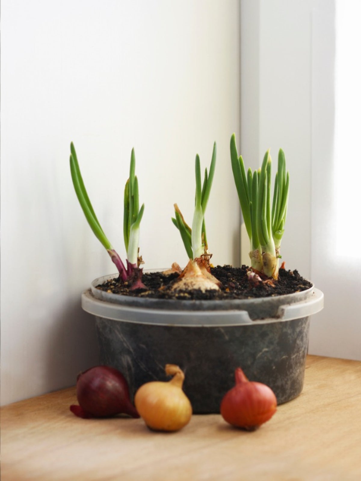 How to Properly Grow Onions in a Container