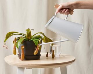 A Nepenthes pitcher plant in black planter being watered with white vase
