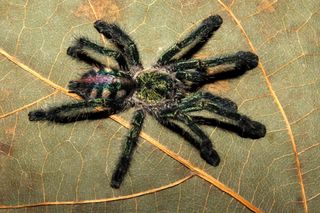 Ybyrapora diversipes was once considered to be in the Avicularia genus, but new research establishes a new genus for this iridescent specimen from the Brazilian Atlantic rainforest.