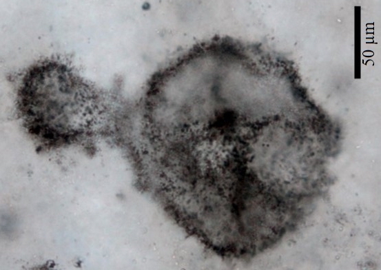 Unusually Large 2-Billion-Year-Old Microbe Fossils Reveal Clues About ...