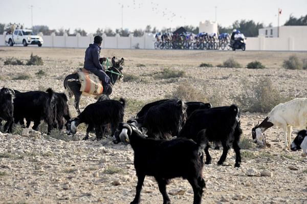 A goat herder checks out the action in the Tour of Qatar.